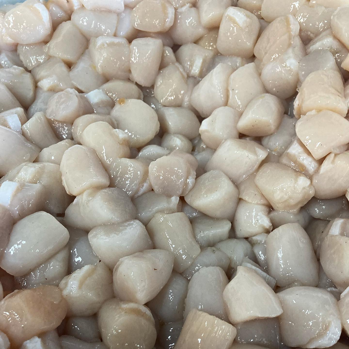 Excellent size from the latest batch of Bay Scallops that came up this morning from the Vineyard Enjoy some while you canits an unpredictable season